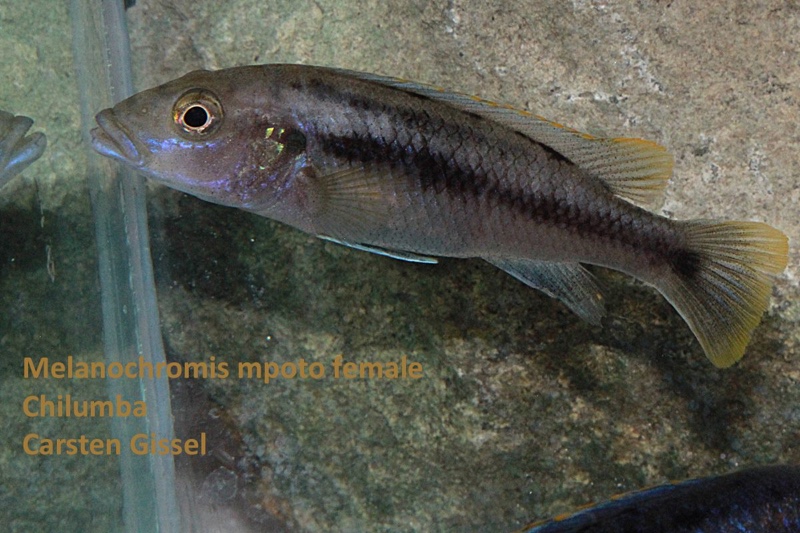 Melanochromis mpoto 'Chilumba'